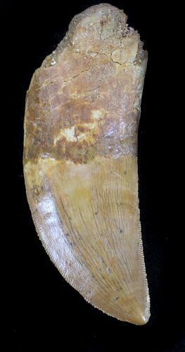 Serrated, Carcharodontosaurus Tooth - Partial Root #37431